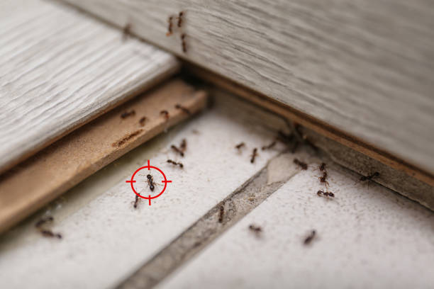 Best Ant Control Services  in Ridgeland, SC