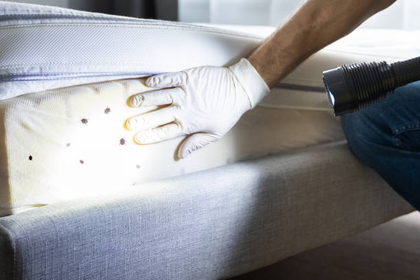 Best Termite Control Services  in Ridgeland, SC