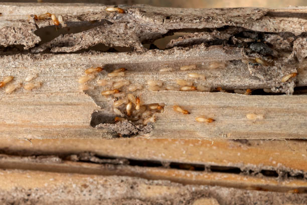Best Flea Control Services  in Ridgeland, SC